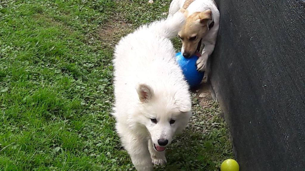 of nice animals - Chiot disponible  - Berger Blanc Suisse