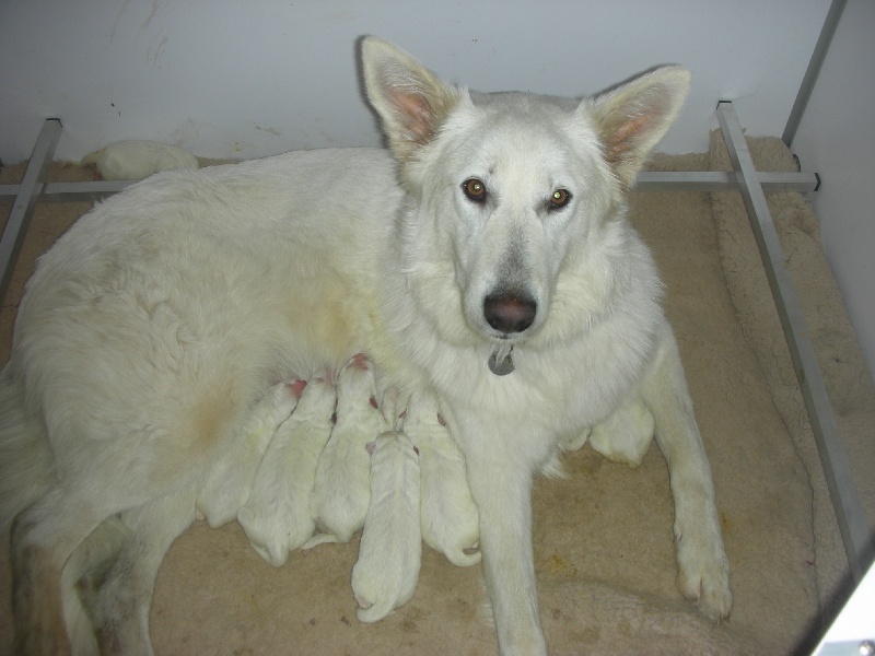 of nice animals - Berger Blanc Suisse - Portée née le 29/12/2012