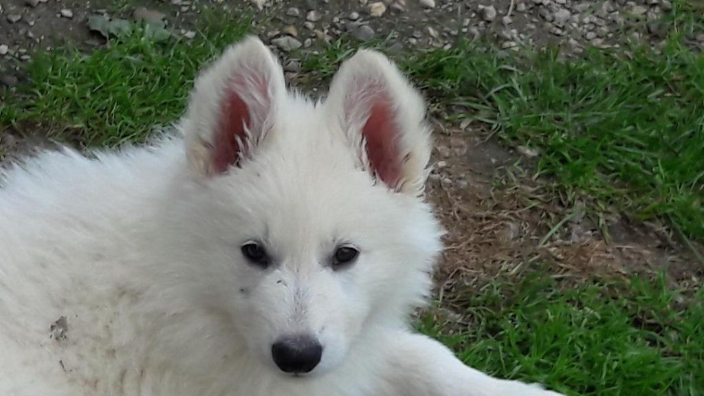 of nice animals - Chiot disponible  - Berger Blanc Suisse