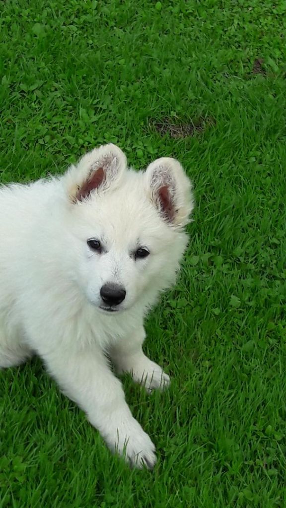 of nice animals - Chiots disponibles - Berger Blanc Suisse